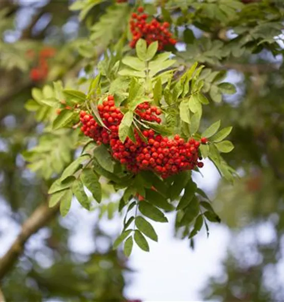 Sorbus aucuparia