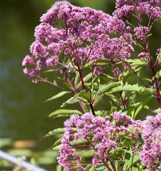 Spiraea japonica