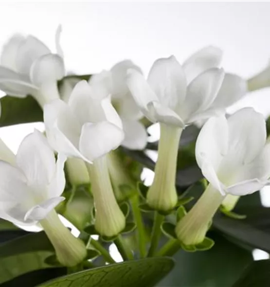 Stephanotis floribunda