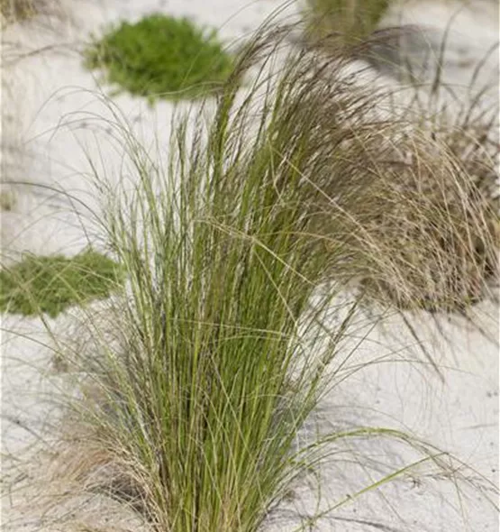 Stipa tenuissima