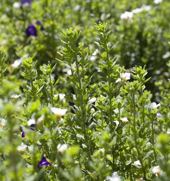 Sutera cordata