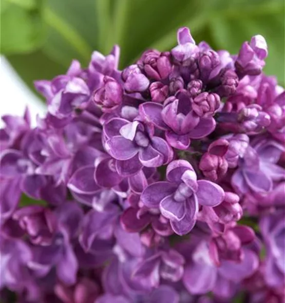 Syringa vulgaris