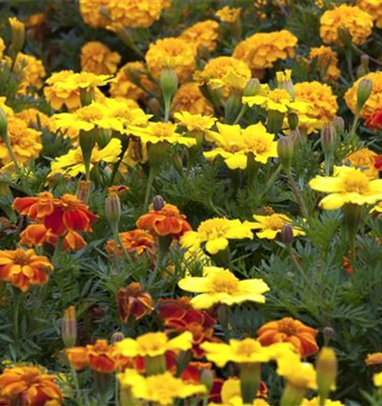 Tagetes patula