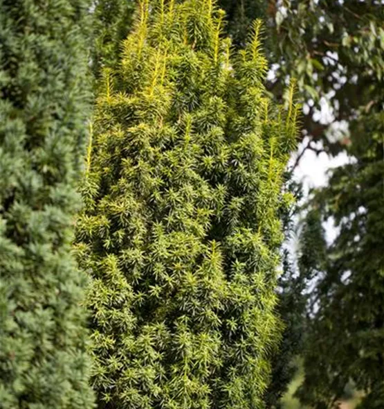 Taxus baccata