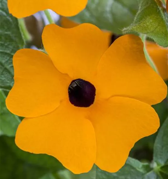 Thunbergia alata