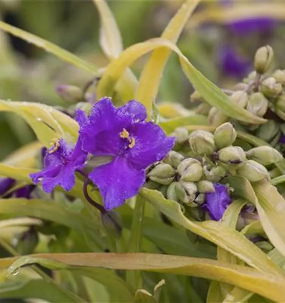 Tradescantia andersoniana