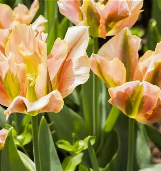 Tulipa viridiflora