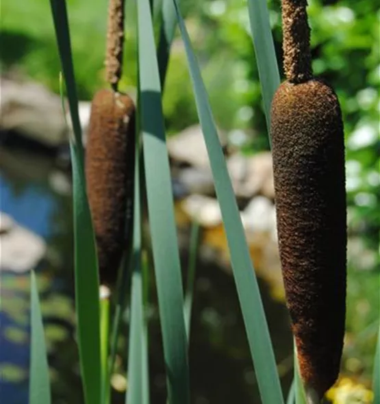 Typha latifolia