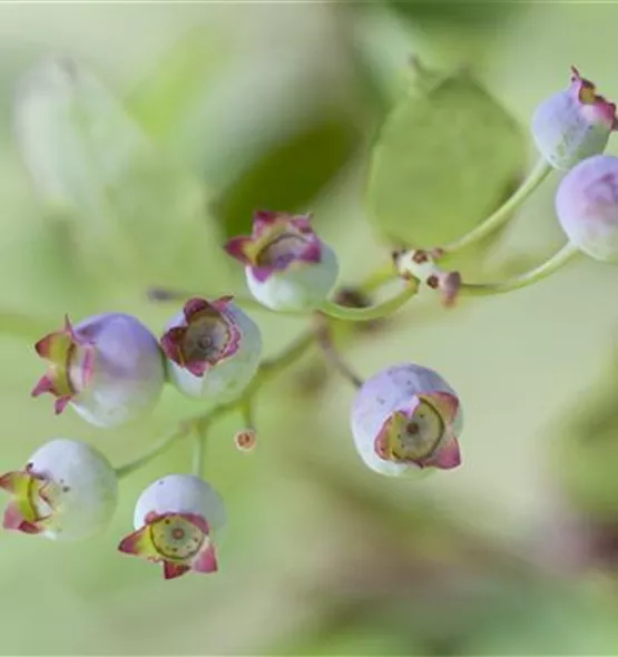 Vaccinium corymbosum