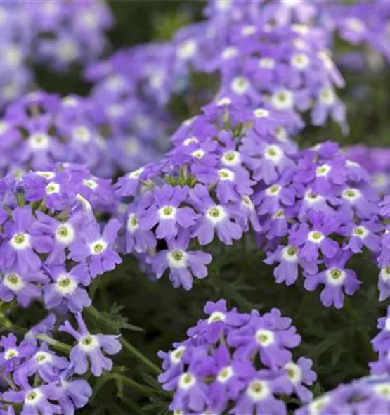 Verbena Hybride