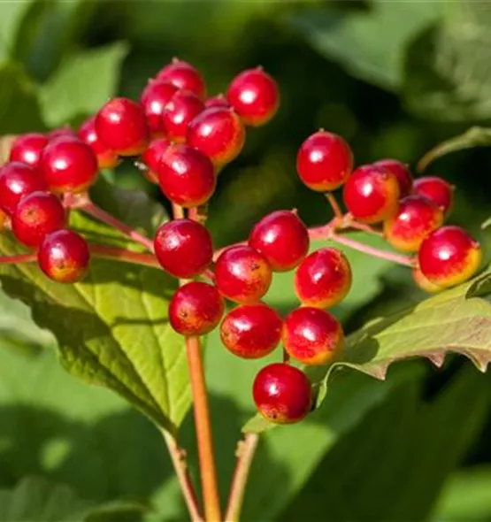 Viburnum opulus