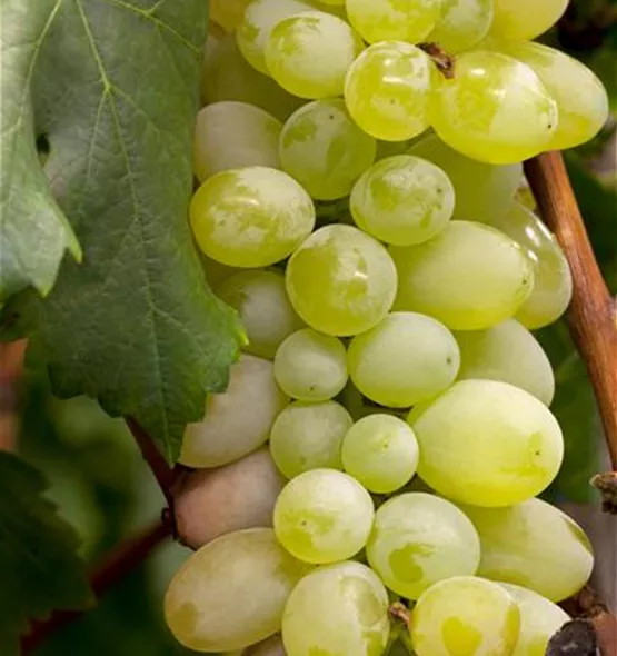 Vitis vinifera