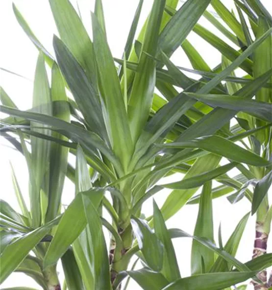 Yucca elephantipes