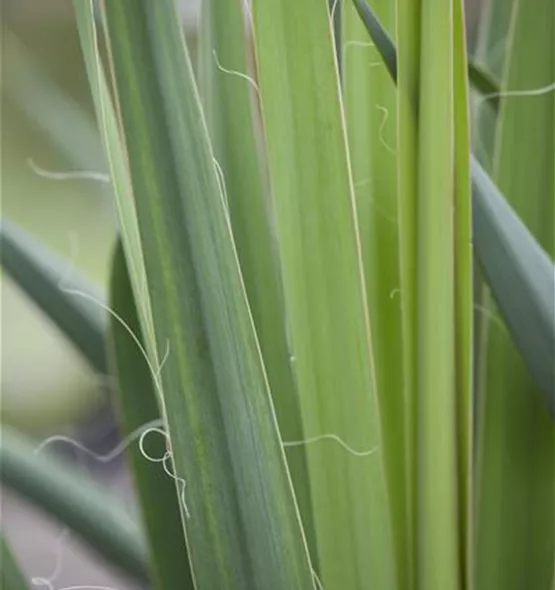 Yucca filamentosa