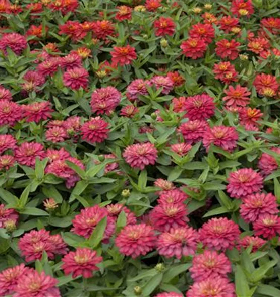 Zinnia elegans