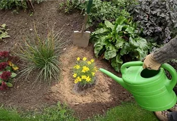 Mädchenauge - Einpflanzen im Garten