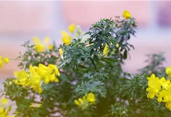 Ginster - Einpflanzen im Garten