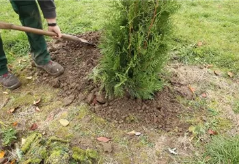 Lebensbaum - Einpflanzen im Garten