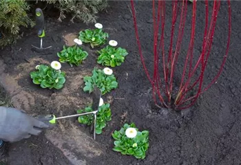 Gänseblümchen - Einpflanzen im Garten