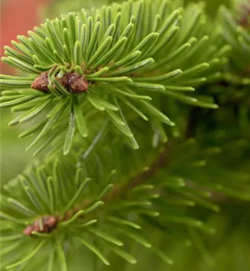 Abies nordmanniana