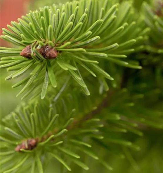 Abies nordmanniana