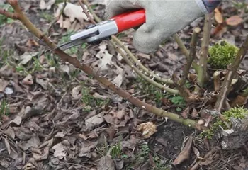 Beetrosen - Zurückschneiden im Frühling