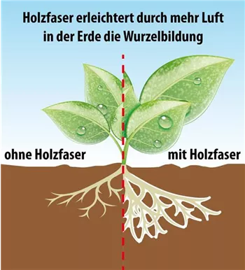 Holzfaser.jpg