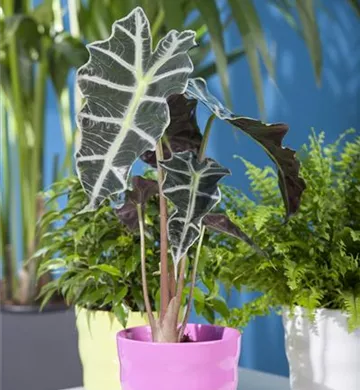 Alocasia