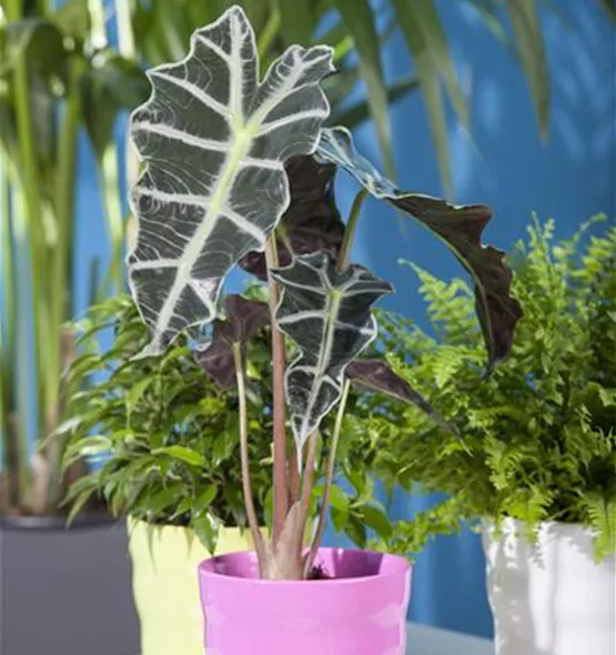 Alocasia