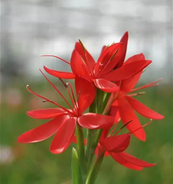 Schizostylis coccinea