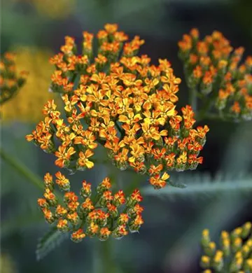 Achillea millefolium