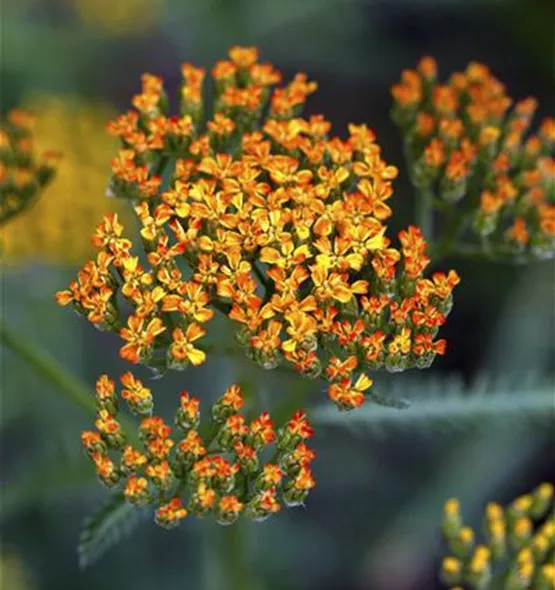 Achillea millefolium