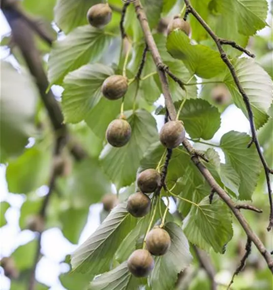 Actinidia arguta