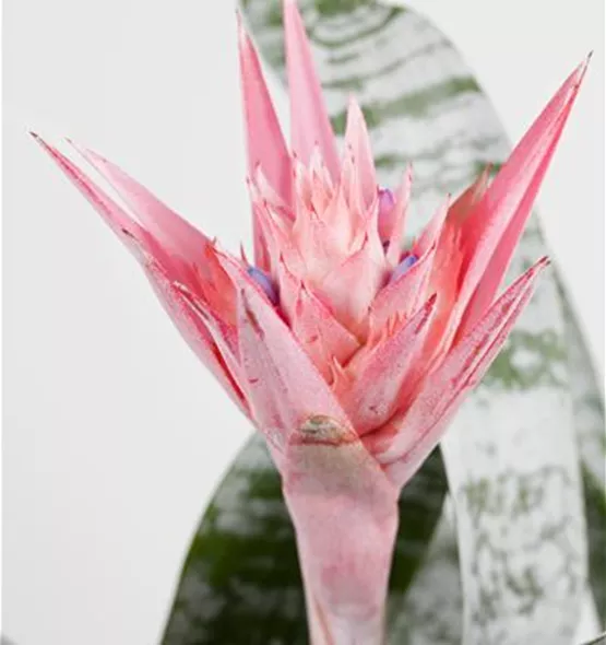 Aechmea fasciata