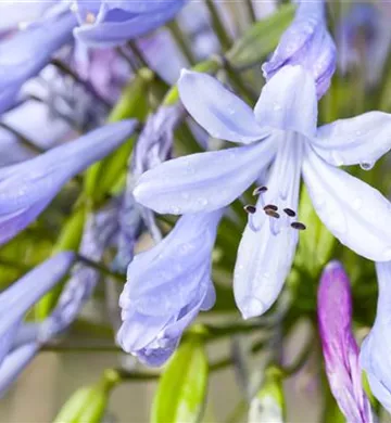 Agapanthus africanus