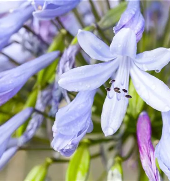 Agapanthus africanus