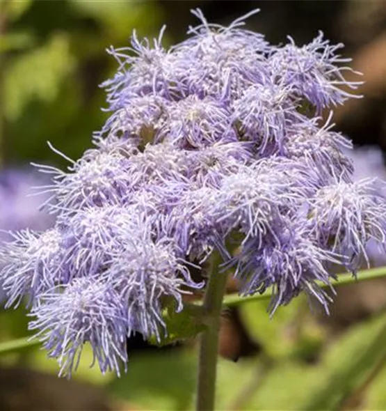 Ageratum houstonianum