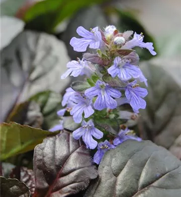 Ajuga reptans