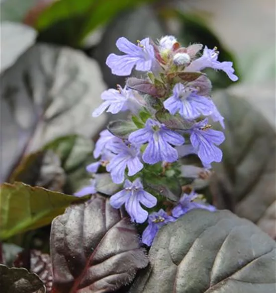 Ajuga reptans