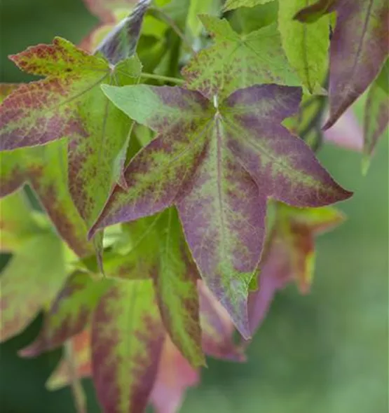 Liquidambar styraciflua