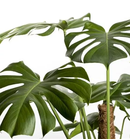 Monstera deliciosa