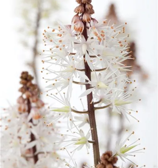 Tiarella laciniata