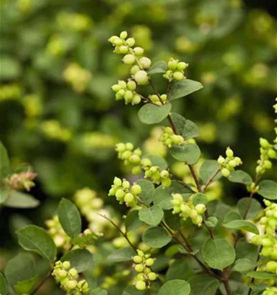 Symphoricarpos × doorenbosii