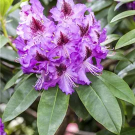 Rhododendron und Azaleen