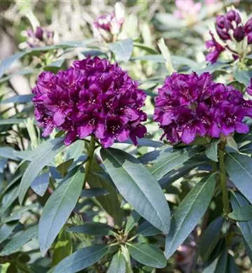 Rhododendron Hybride (gro&#223;blumig)