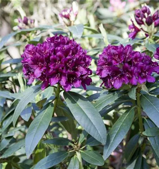 Rhododendron Hybride (großblumig)