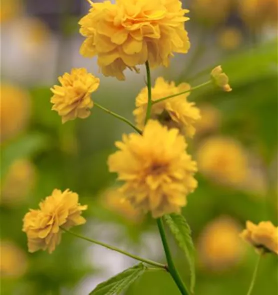 Kerria japonica 'Pleniflora'