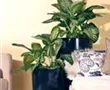 Dieffenbachia