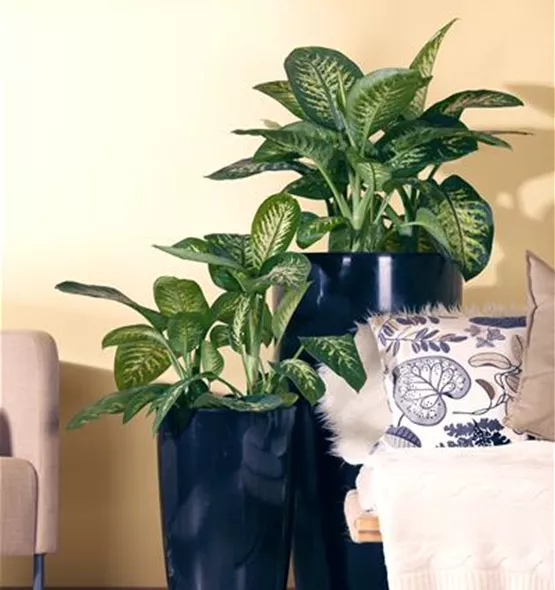 Dieffenbachia