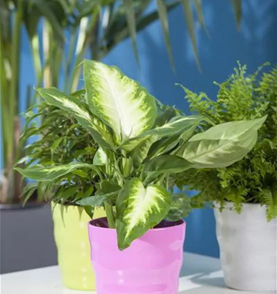 Dieffenbachia seguine